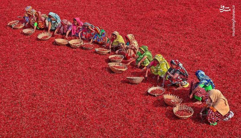 مزرعه فلفل در بنگلادش + عکس