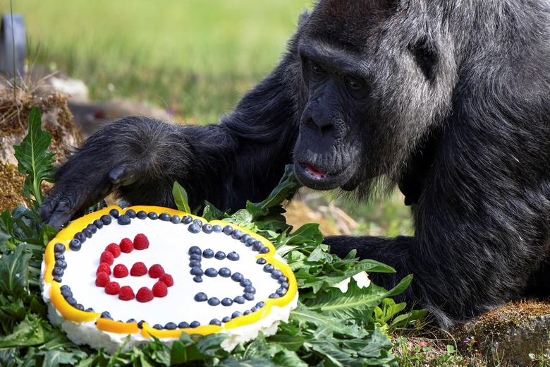 جشن تولد 65 سالگی کهنسال ترین گوریل جهان + عکس