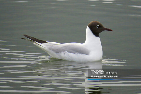 تصاویر| کاکایی‌های سفید و سرسیاه در تالاب استیل آستارا