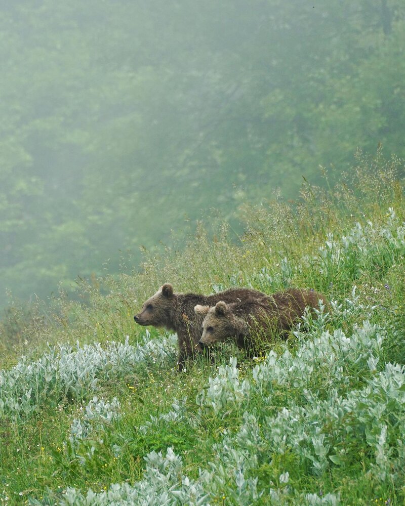 بازیگوشی دو توله خرس در ارتفاعات مازندران + عکس