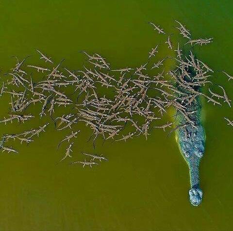 نمایی دیدنی از تمساح پوزه بلند آفریقایی + عکس