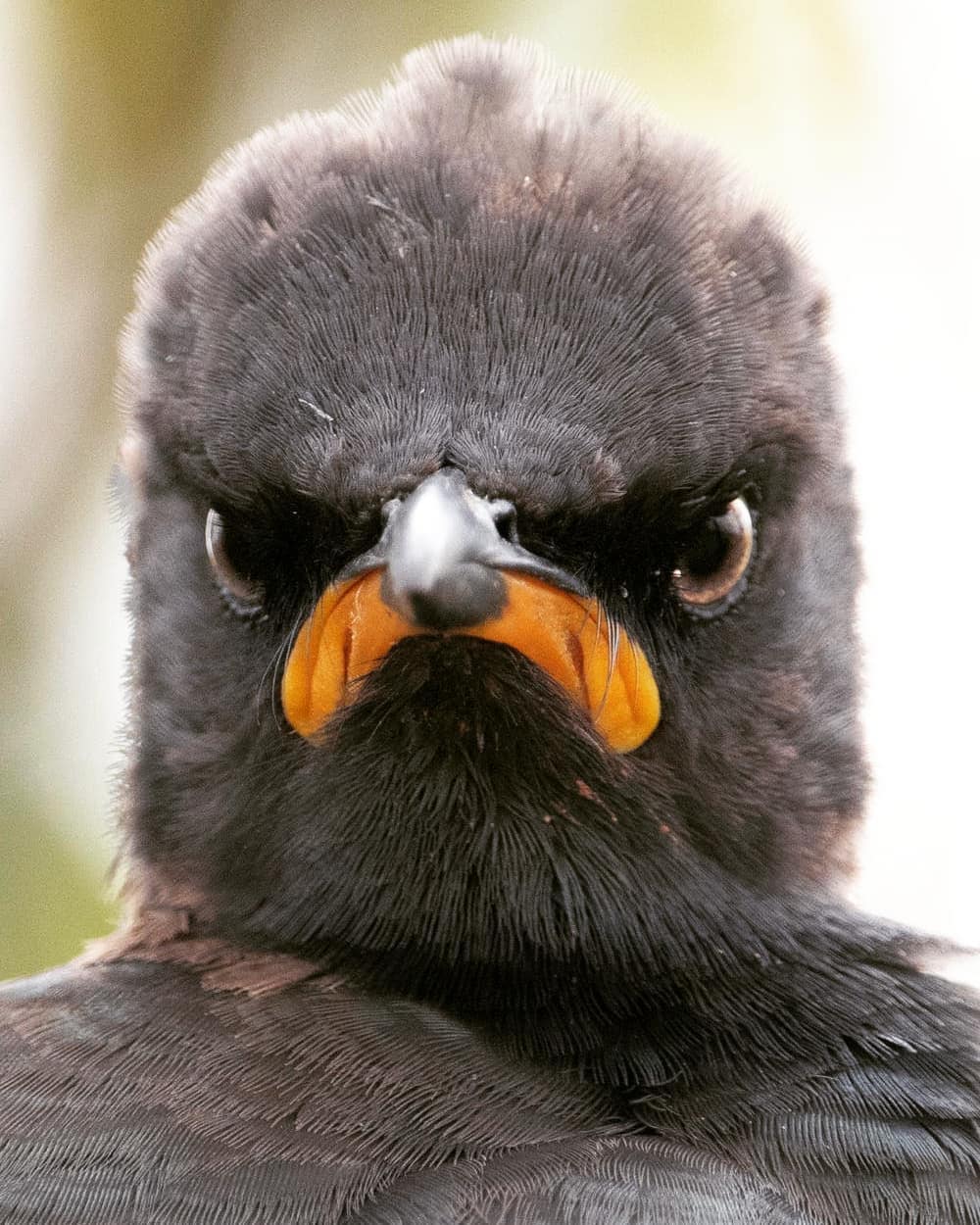 عکسی از یک سار با ظاهر بداخلاق + عکس