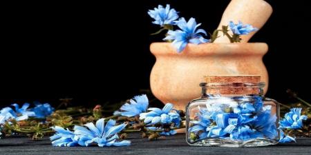 کاسنی دارویی گیاهی و بی نظیر برای  بیماری های کبد