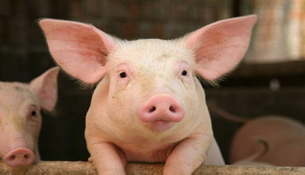 شیوع یک بیماری مشترک بین انسان و خوک