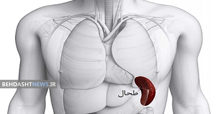 چرا طحال بزرگ می شود؟+ علائم ونشانه ها