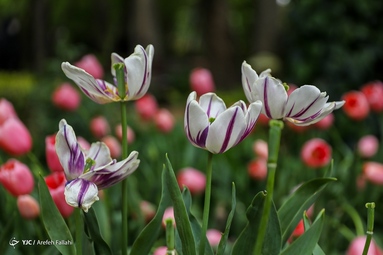 تصاویر| بوستان باغ ایرانی؛ بهشت تهرانی‌ها با لاله‌های رنگارنگ