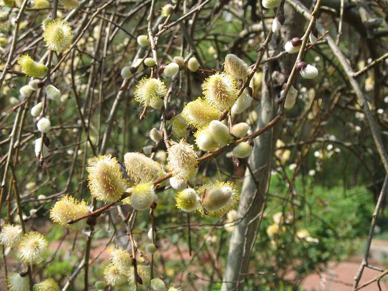 بیدمشک در طب سنتی