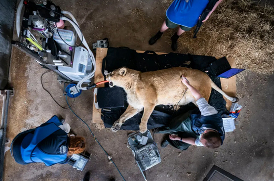 جراحی یک شیر 15 ساله در انگلیس + عکس