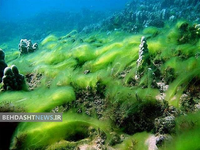  شناسایی 150 گونه جلبک در سواحل بوشهر 