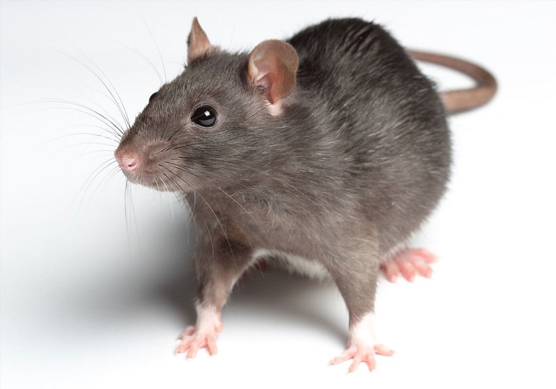 آیا موش‌های شهری باعث بیماری‌های همه‌گیر می‌شوند؟