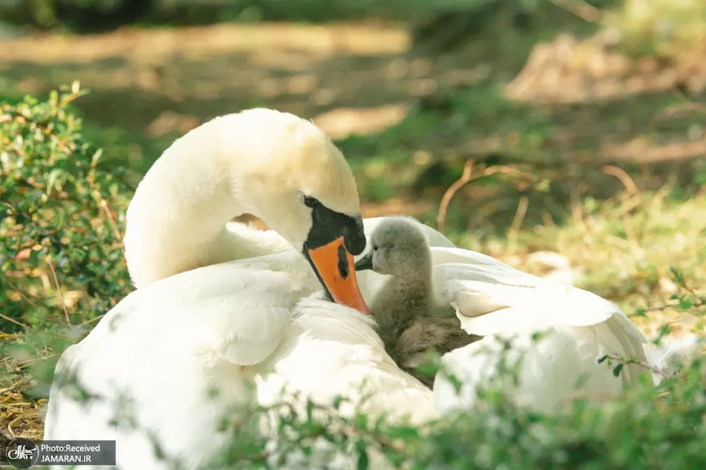 جوجه قو در کنار مادرش + عکس