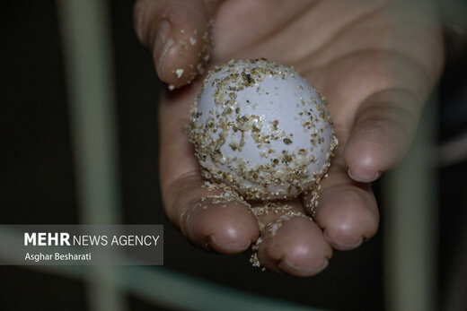  تخم‌گذاری لاک پشت پوزه عقابی در سواحل قشم+ عکس