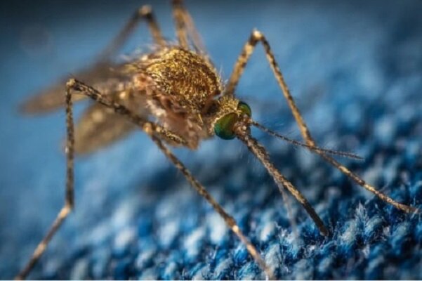 چرا پشه‌ها مکیدن خون انسان را بر حیوانات ترجیح می‌دهند؟
