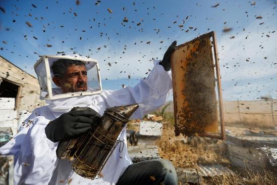 فصل جمع آوری عسل در نوار غزه + عکس