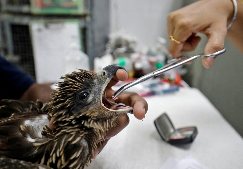 عقابی که از گرمازدگی در هند نجات یافت + عکس