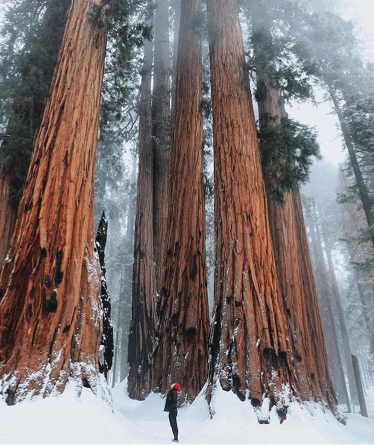 درختان عظیم پارک سکویا در کالیفرنیا + عکس