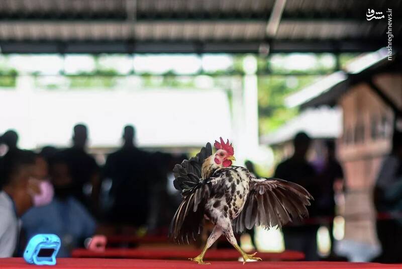 مسابقه زیباترین مرغ در مالزی + عکس