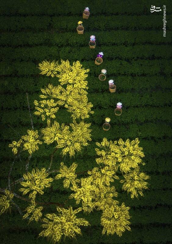 تصویر هوایی زیبا از مزارع چای + عکس