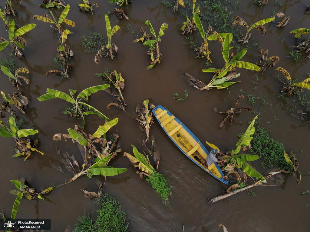 جاری شدن سیل در مزارع موز برزیل + عکس