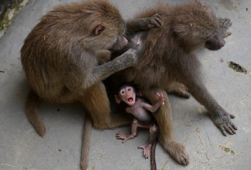 تصویری جالب از یک بابون 1 ماهه با مادرش + عکس