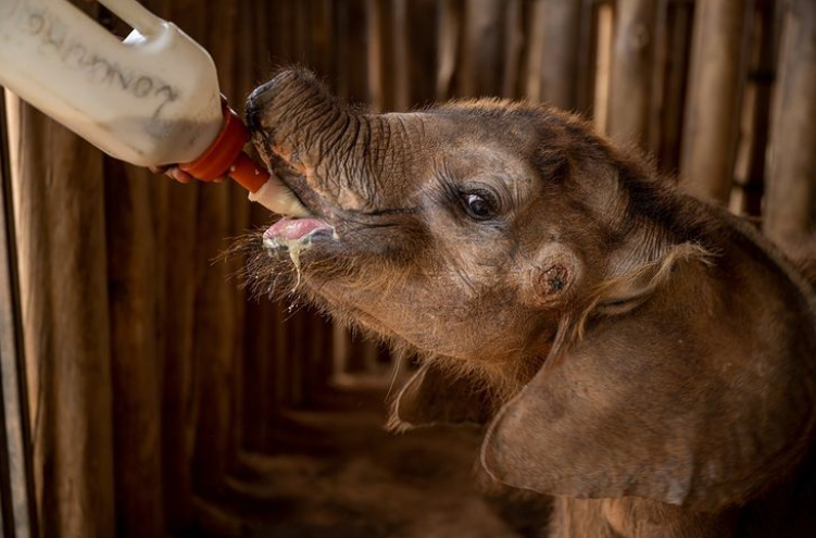 تصویری جالب از تغذیه بچه فیل در کنیا + عکس