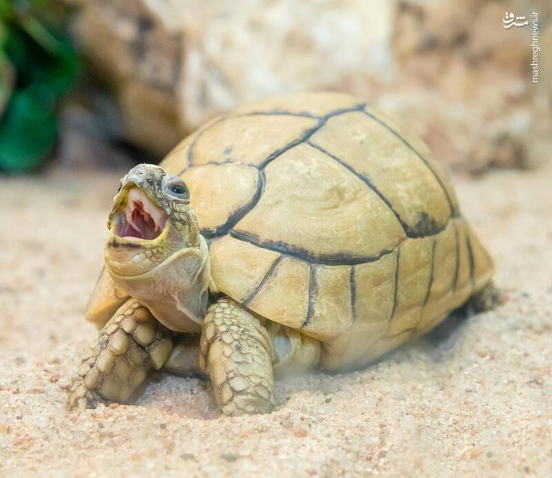 خمیازه لاک‌پشت از نمای نزدیک + عکس
