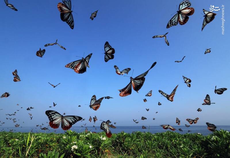 پرواز گروهی پروانه‌ها + عکس