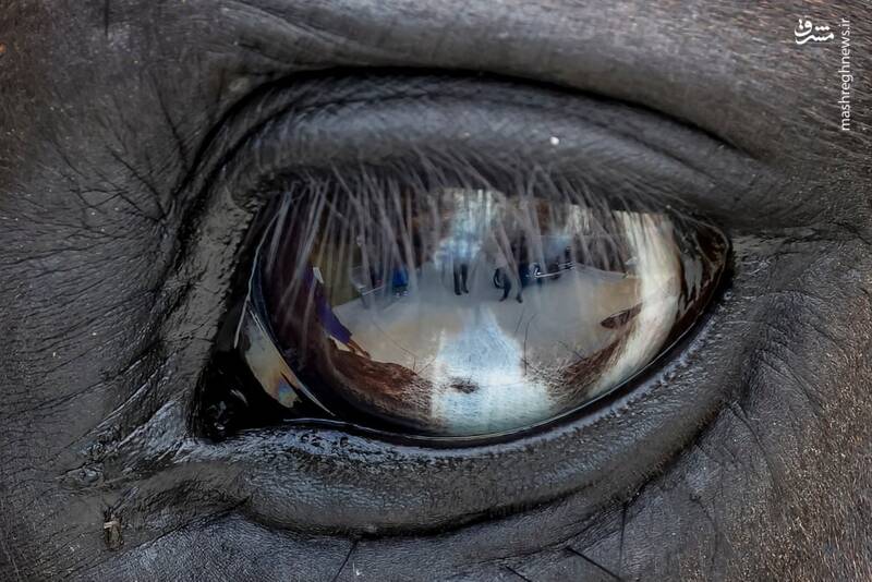 چشم اسب از نمای نزدیک + عکس