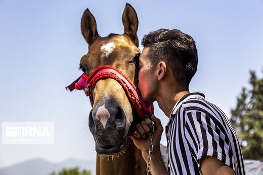 تصاویر | چهارمین جشنواره زیبایی اسب اصیل ترکمن