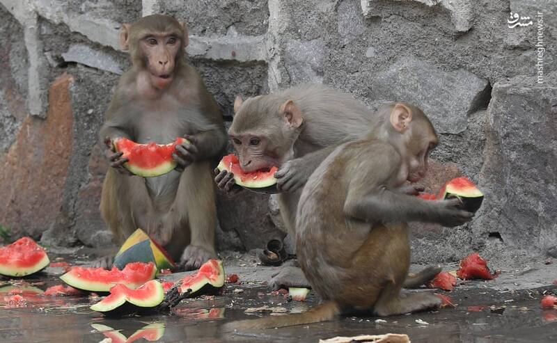 راهکار میمون‌ها برای فرار از گرما + عکس