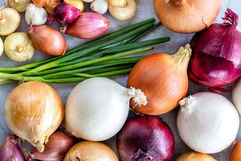 5 دلیل برای خوردن پیاز + اینفوگرافی | اختصاصی