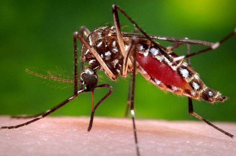 داروی جدید مالاریا شناسایی شد