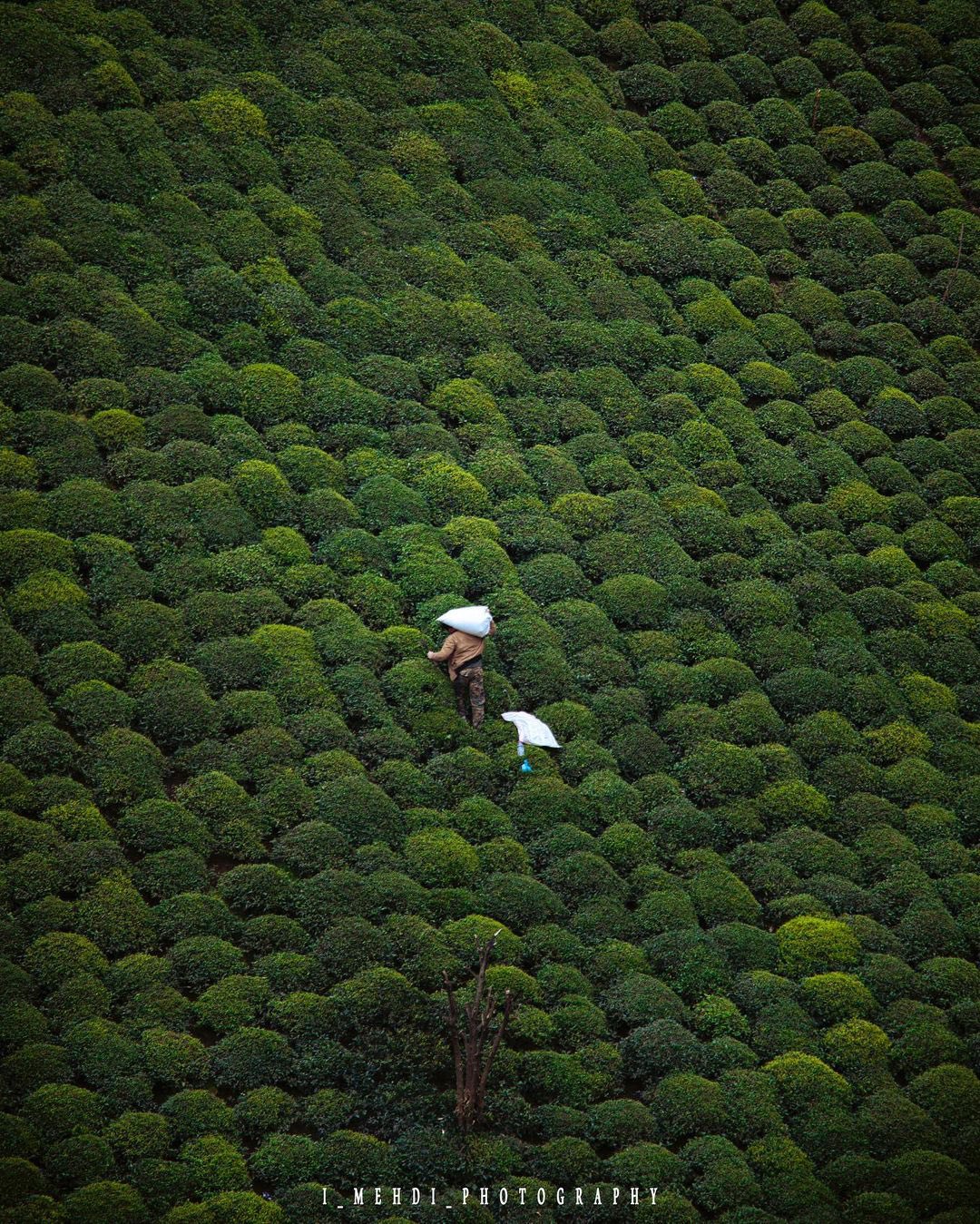 نمای هوایی از برداشت چای در گیلان + عکس