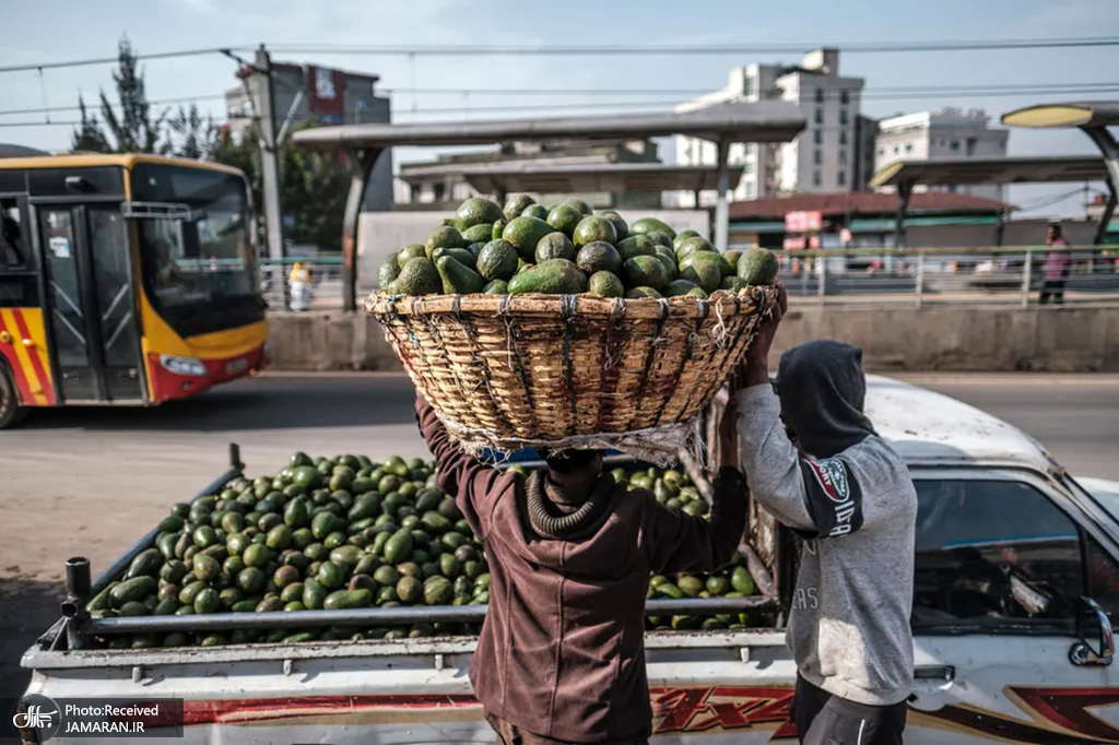 فروش آووکادو در اتیوپی + عکس