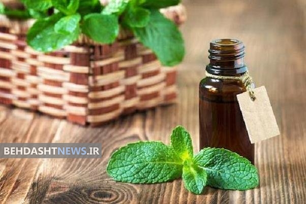 فواید «پونه کوهی» را بشناسید/ تقویت انرژی و ضدباکتری