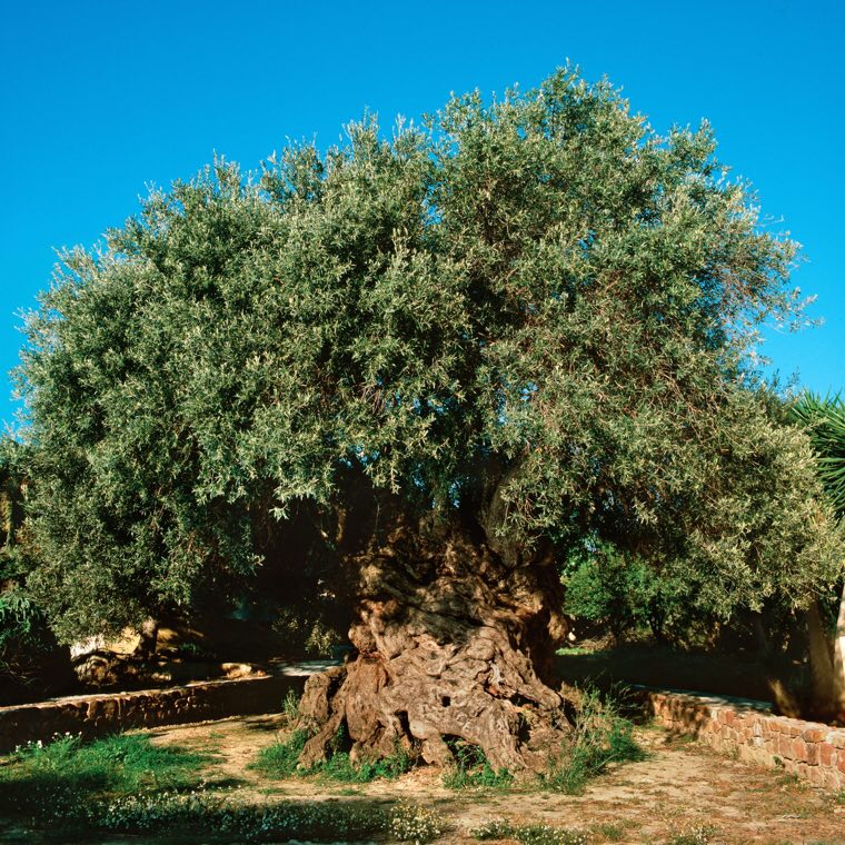 درخت زیتون ۲۰۰۰ساله در یونان + عکس