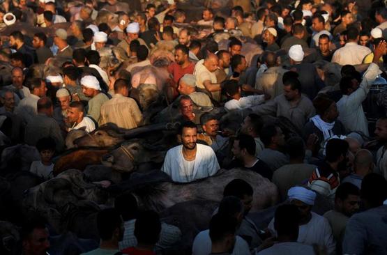 شلوغی بازار فروش گاو زنده برای ذبح در قاهره + عکس