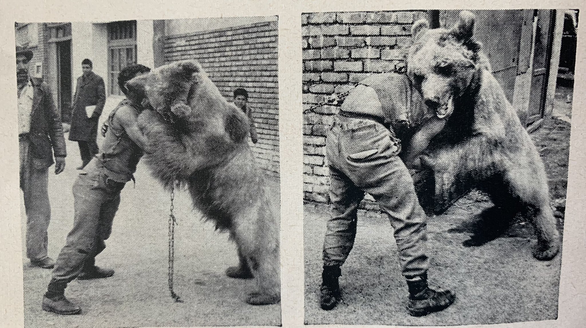 کشتی گرفتن انسان با خرس در تهران! + عکس