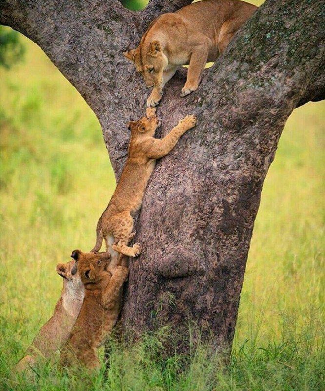 تمرین بالا رفتن از درخت با همکاری خانواده! + عکس