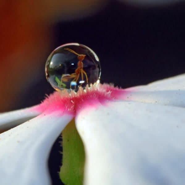 تصویری زیبا از یک مورچه گیر افتاده در قطره شبنم + عکس