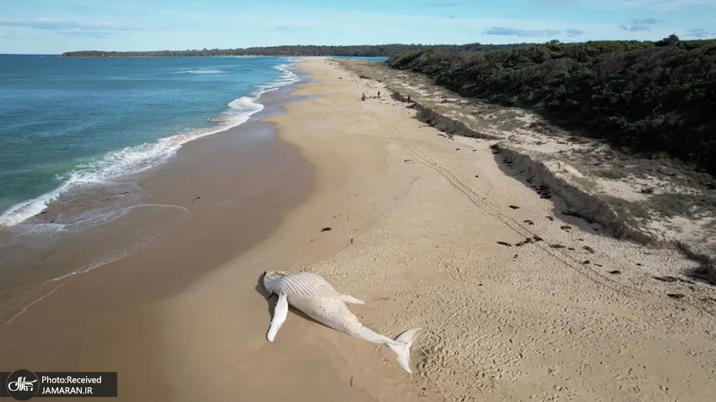 لاشه نهنگ در ساحل مالاکوتا استرالیا + عکس