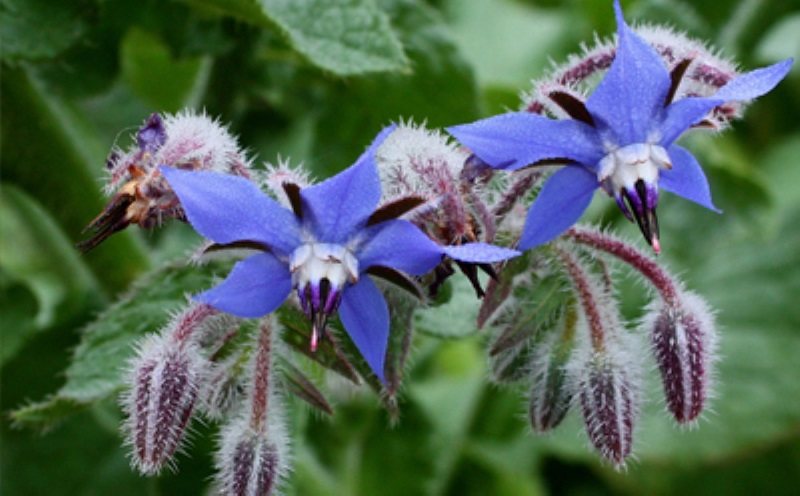 گیاهان مفید برای درمان تپش قلب را بشناسید