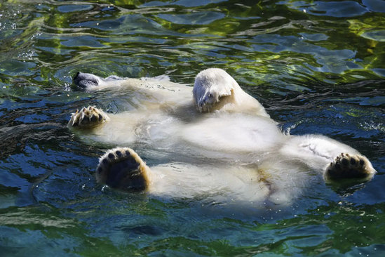 آب تنی کردن خرس قطبی + عکس