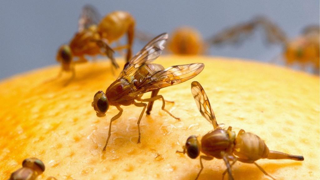 درباره مگس های میوه، مورچه های عسل و ارتباط با قالا با کم خونی بیشتر بدانید
