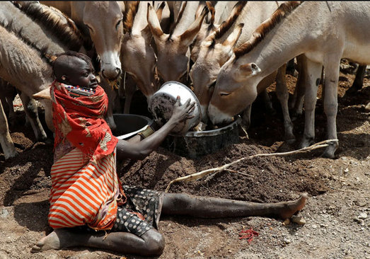 غذا دادن به احشام در کنیا + عکس
