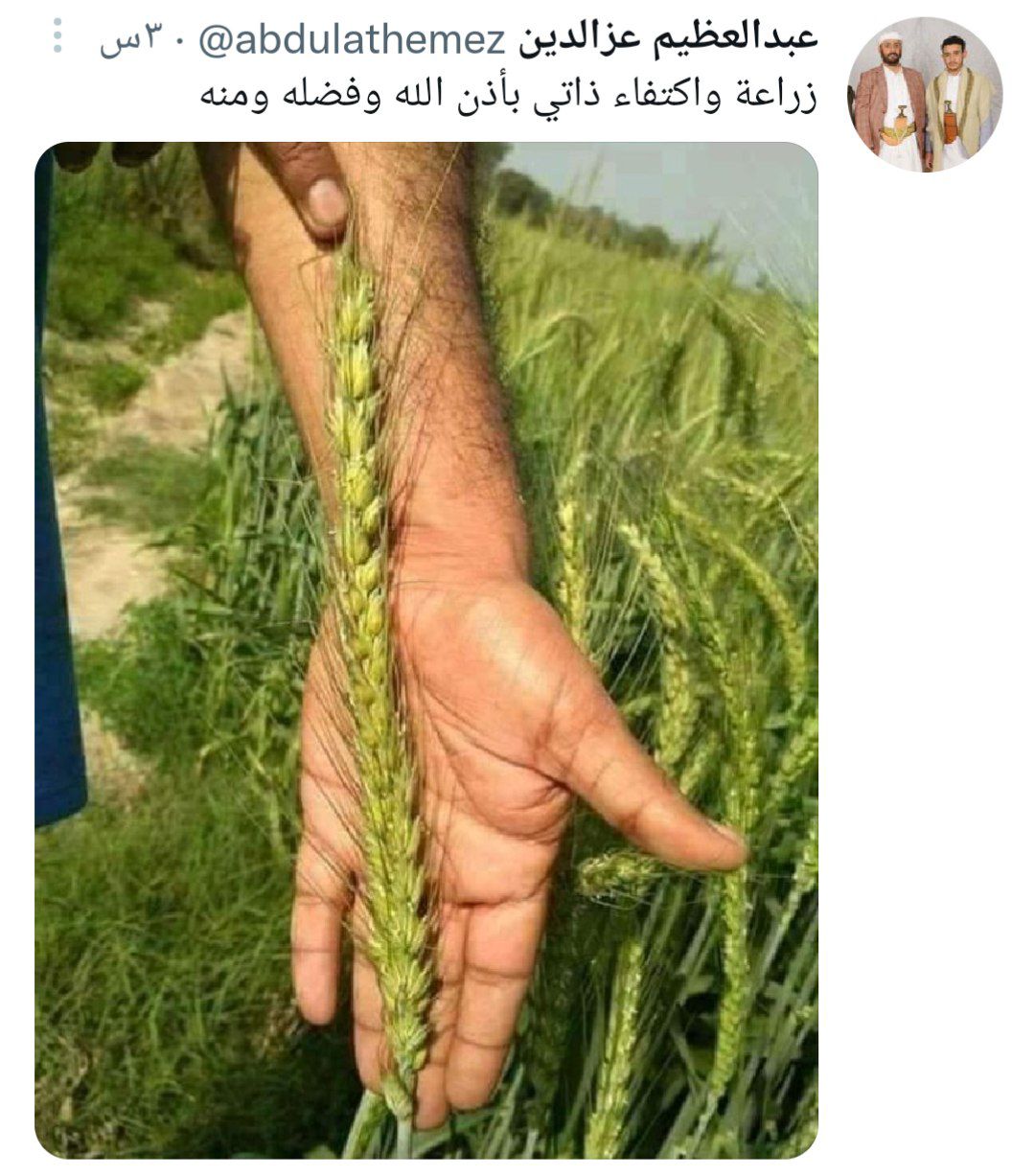 تصویری عجیب از گندم کشت شده در یمن + عکس