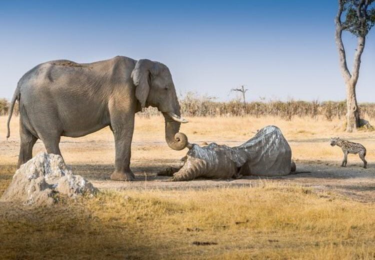 مراقبت فیل از جسد همنوعش در مقابل کرکس ها + عکس