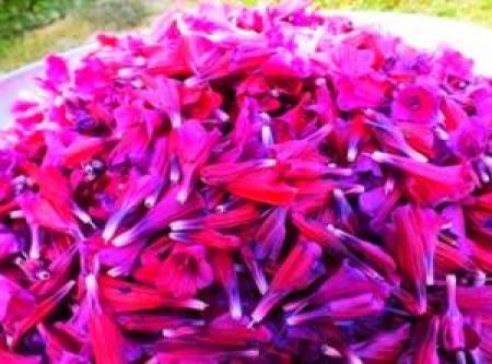 به این افراد هرگز گل گاو زبان ندهید