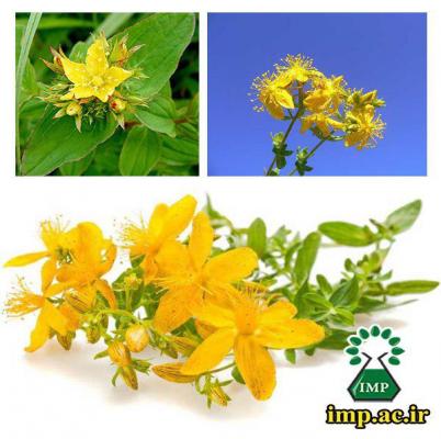پادشاه گیاهان دارویی را بشناسید