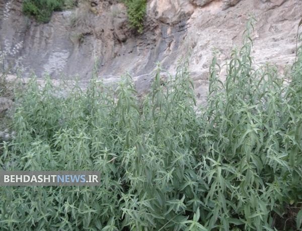 فواید هیجان انگیز پونه کوهی